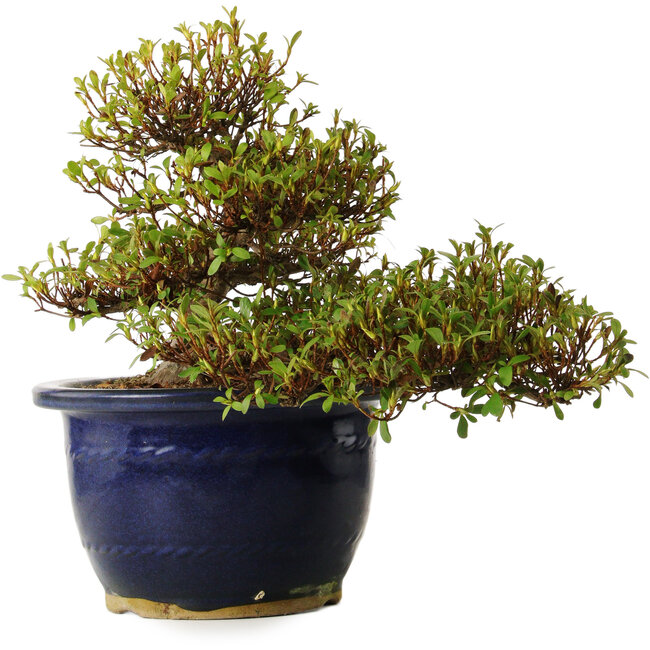Rhododendron indicum Nanbanishiki, 20 cm, ± 30 ans, avec un nebari de 9 cm