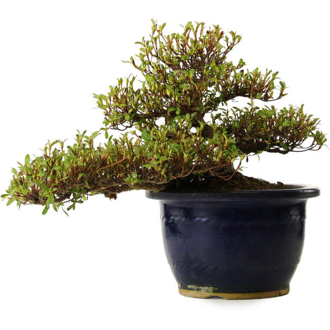 Rhododendron indicum Nanbanishiki, 20 cm, ca. 30 Jahre alt, mit einem Wurzelhals von 9 cm