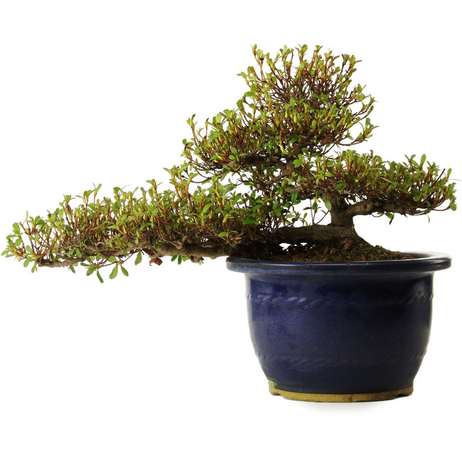 Rhododendron indicum Nanbanishiki, 20 cm, ± 30 ans, avec un nebari de 9 cm