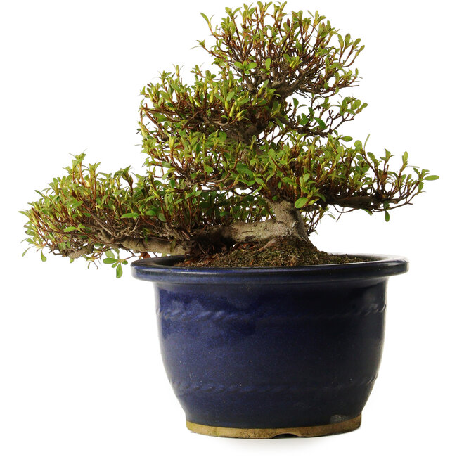 Rhododendron indicum Nandanishiki, 20 cm, ± 30 jaar oud, met een nebari van 9 cm