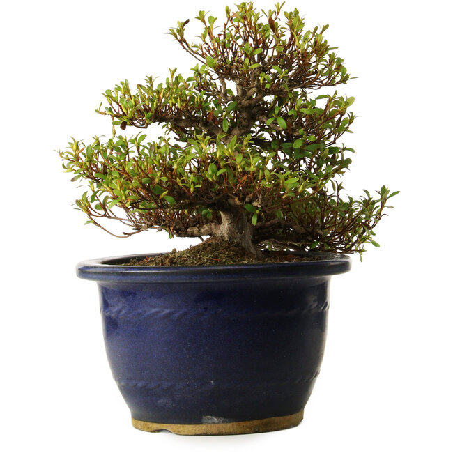 Rhododendron indicum Nanbanishiki, 20 cm, ± 30 años, con un nebari de 9 cm