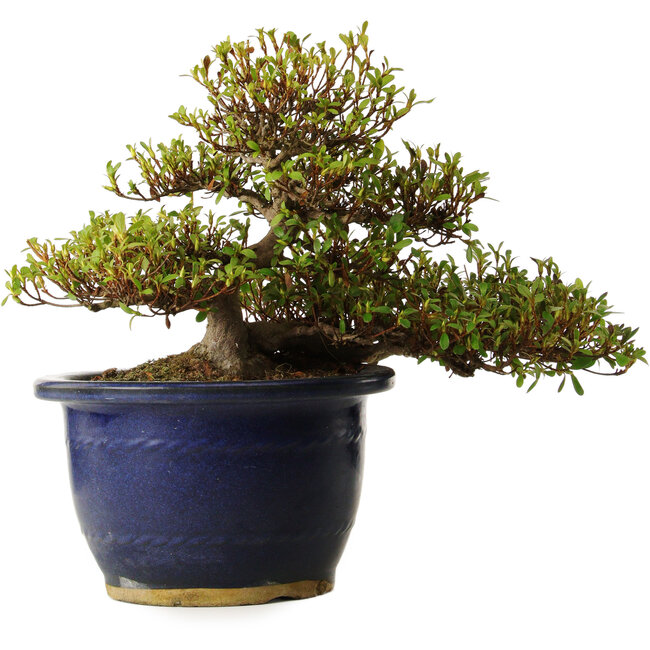 Rhododendron indicum Nandanishiki, 20 cm, ± 30 jaar oud, met een nebari van 9 cm