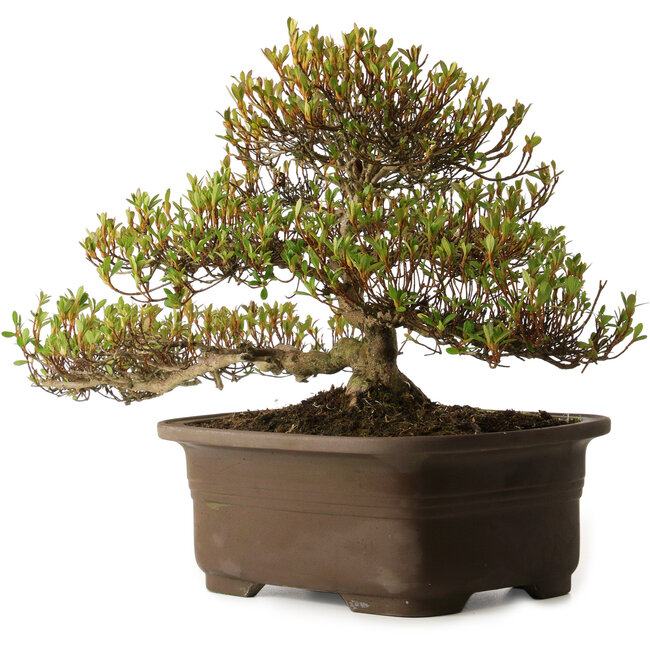 Rhododendron indicum Ukinishiki, 20 cm, ± 30 years old, with a nebari of 6 cm