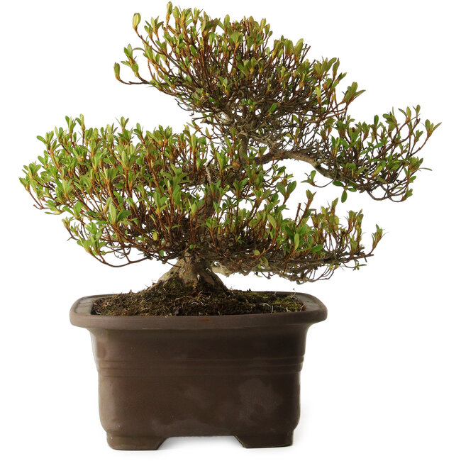 Rhododendron indicum Ukinishiki, 20 cm, ± 30 anni, con nebari di 6 cm