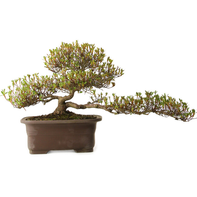 Rhododendron indicum Ukinishiki, 20 cm, ± 30 jaar oud, met een nebari van 6 cm