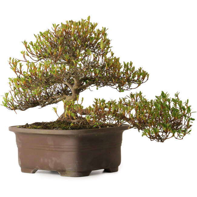 Rhododendron indicum Ukinishiki, 20 cm, ± 30 years old, with a nebari of 6 cm