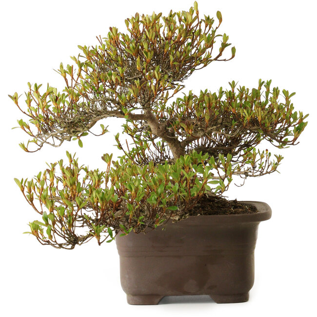 Rhododendron indicum Ukinishiki, 20 cm, ± 30 years old, with a nebari of 6 cm