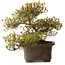 Rododendro indicum Ukinishiki, 20 cm, ± 30 años, con un nebari de 6 cm
