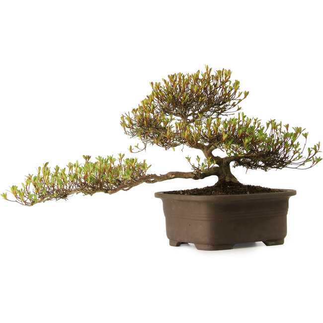 Rhododendron indicum Ukinishiki, 20 cm, ± 30 anni, con nebari di 6 cm