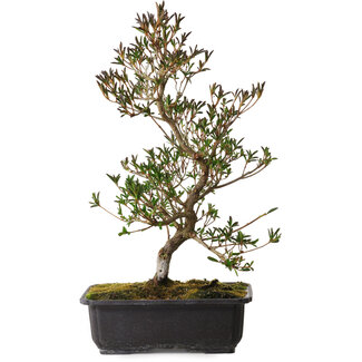 Rhododendron indicum Miyu-No-Kagayaki, 40 cm, ± 12 Jahre alt