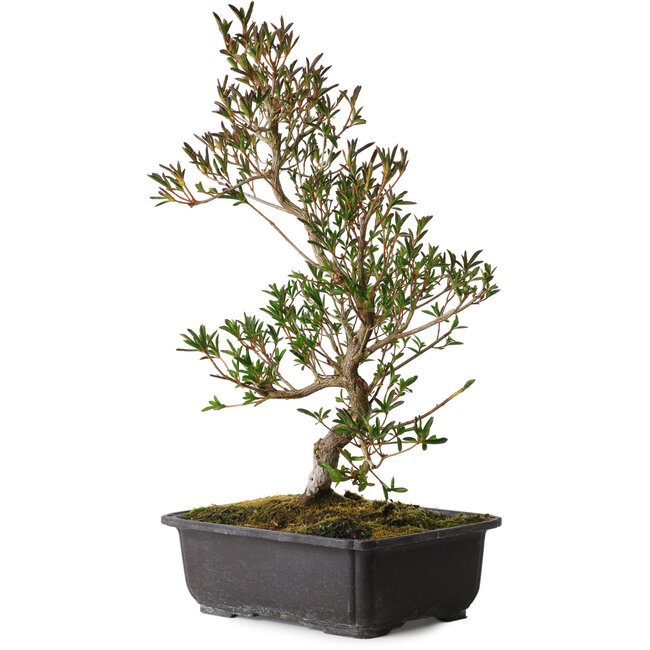 Rhododendron indicum Miyu-No-Kagayaki, 40 cm, ± 12 Jahre alt, mit einem Nebari von 5 cm