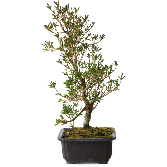 Rhododendron indicum Miyu-No-Kagayaki, 40 cm, ± 12 years old, with a nebari of 5 cm