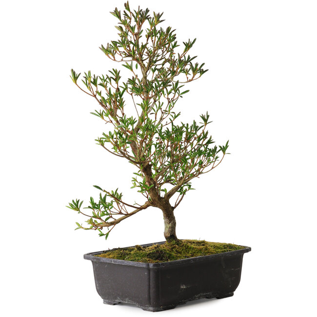 Rhododendron indicum Miyu-No-Kagayaki, 40 cm, ± 12 ans, avec un nebari de 5 cm