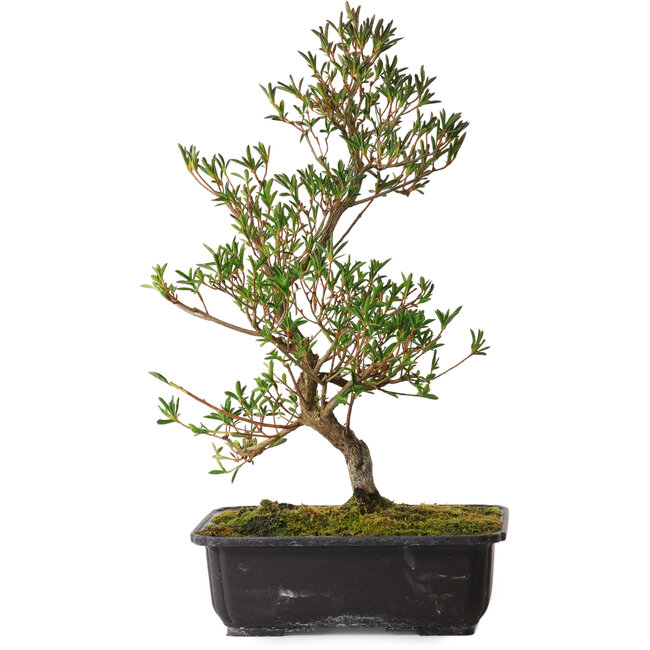 Rhododendron indicum Miyu-No-Kagayaki, 40 cm, ± 12 ans, avec un nebari de 5 cm