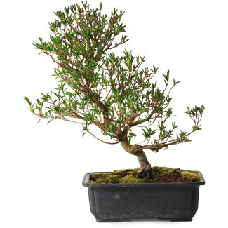 Rhododendron indicum Miyu-No-Kagayaki, 40 cm, ± 12 Jahre alt