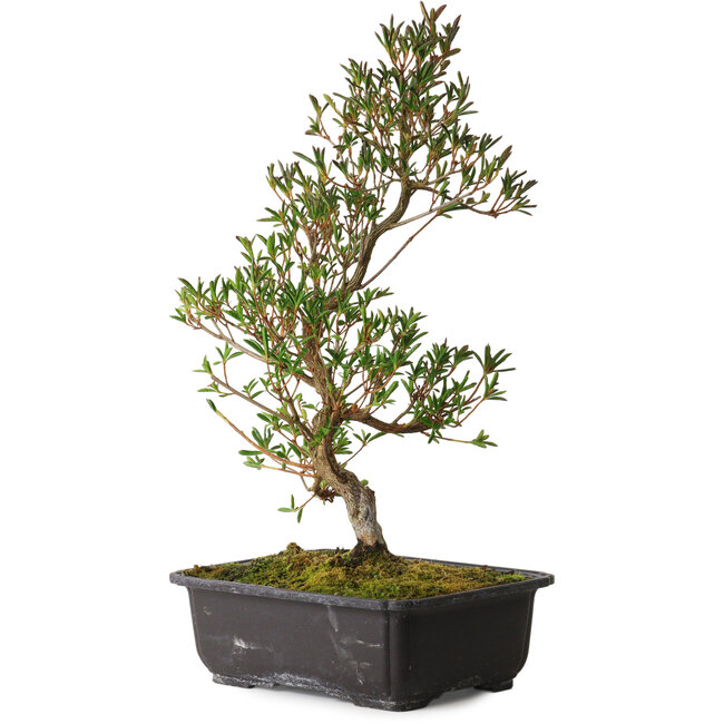 Rhododendron indicum Miyu-No-Kagayaki, 40 cm, ± 12 ans, avec un nebari de 5 cm