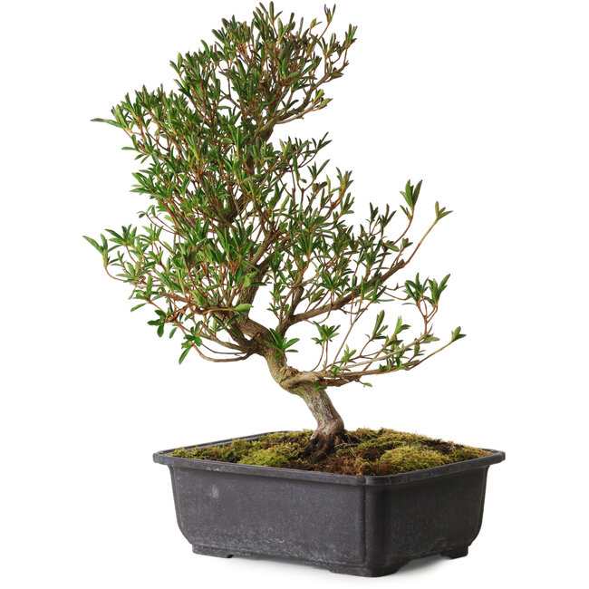 Rhododendron indicum Miyu-No-Kagayaki, 40 cm, ± 12 Jahre alt, mit einem Nebari von 5 cm