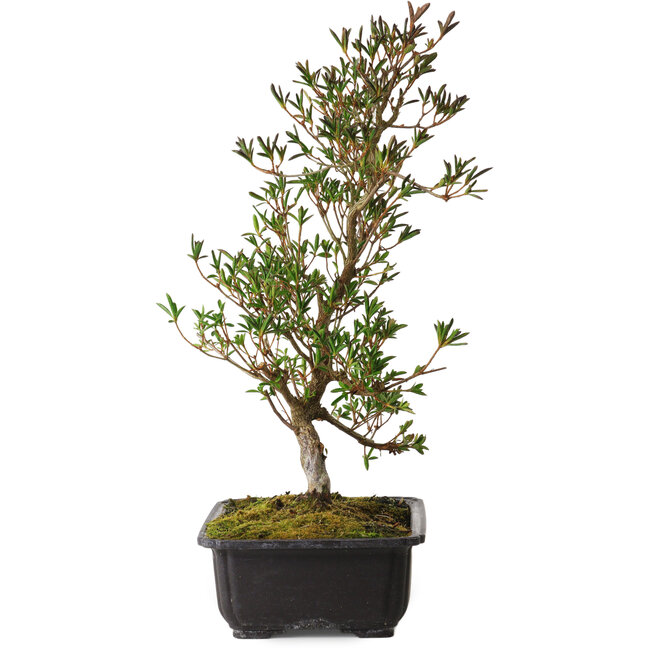 Rhododendron indicum Miyu-No-Kagayaki, 40 cm, ± 12 years old, with a nebari of 5 cm