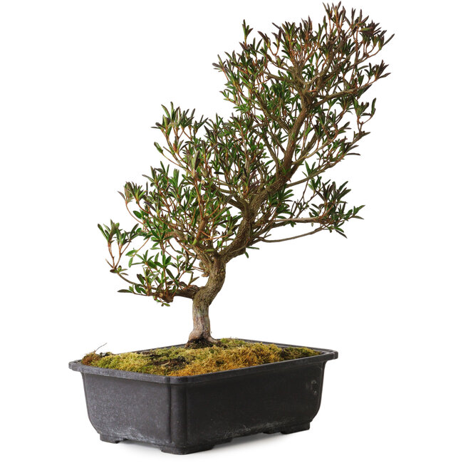 Rhododendron indicum Miyu-No-Kagayaki, 40 cm, ± 12 Jahre alt, mit einem Nebari von 5 cm