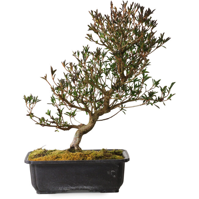 Rhododendron indicum Miyu-No-Kagayaki, 40 cm, ± 12 jaar oud, met een nebari van 5 cm