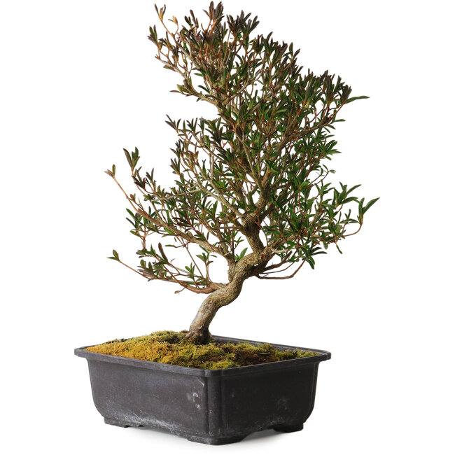 Rhododendron indicum Miyu-No-Kagayaki, 40 cm, ± 12 jaar oud, met een nebari van 5 cm