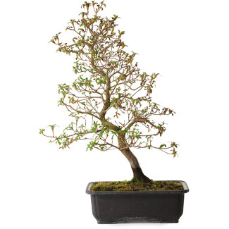 Rhododendron indicum Benikage, 40 cm, ± 12 años