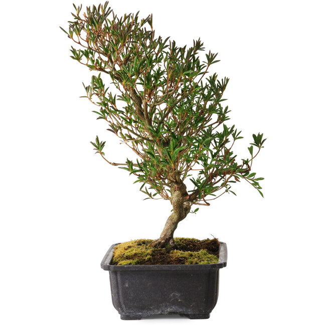 Rhododendron indicum Miyu-No-Kagayaki, 40 cm, ± 12 Jahre alt, mit einem Nebari von 5 cm