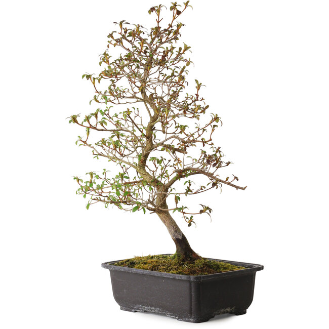 Rhododendron indicum Benikage, 40 cm, ± 12 jaar oud, met een nebari van 5 cm