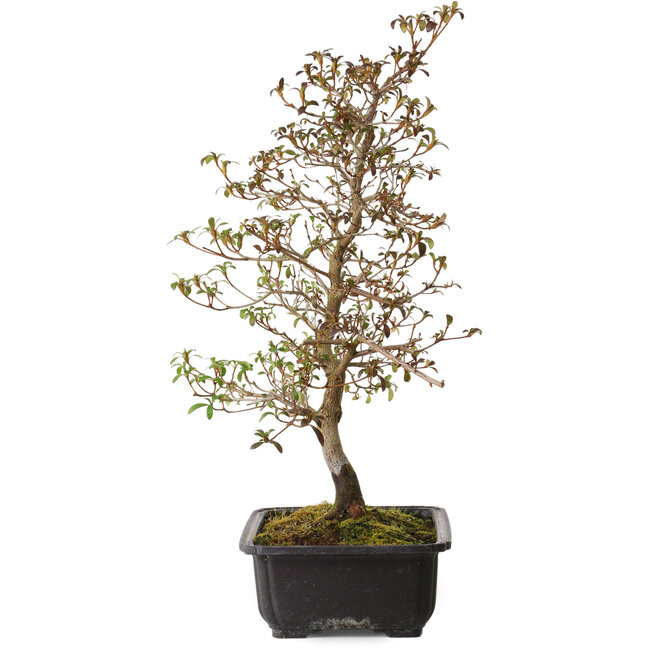 Rhododendron indicum Benikage, 40 cm, ca. 12 Jahre alt, mit einem Wurzelhals von 5 cm