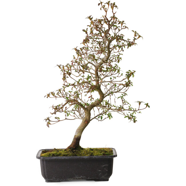 Rhododendron indicum Benikage, 40 cm, ca. 12 Jahre alt, mit einem Wurzelhals von 5 cm