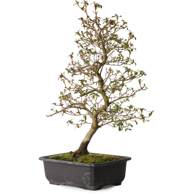 Rhododendron indicum Benikage, 40 cm, ± 12 anni, con un nebari di 5 cm