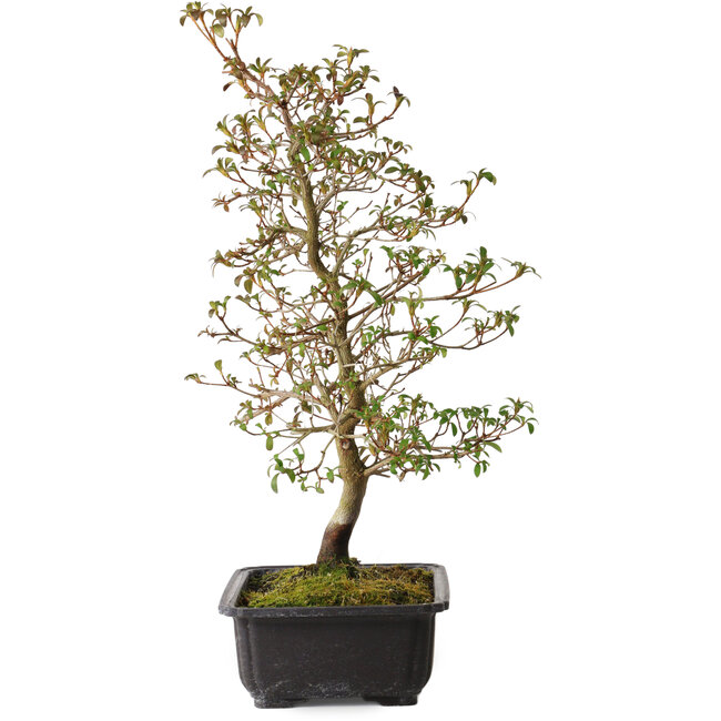 Rhododendron indicum Benikage, 40 cm, ± 12 ans, avec un nebari de 5 cm