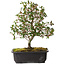 Rhododendron indicum Suzakuhime, 40 cm, ± 12 jaar oud, met een nebari van 5 cm