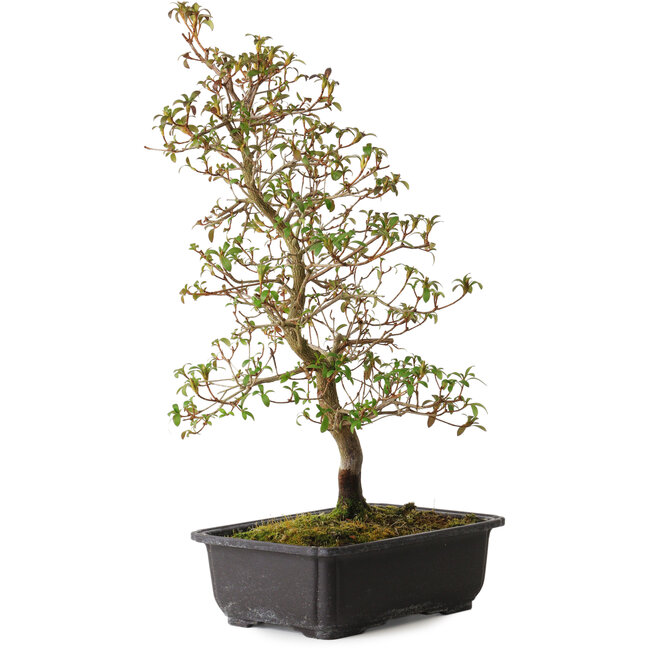 Rhododendron indicum Benikage, 40 cm, ± 12 years old, with a nebari of 5 cm