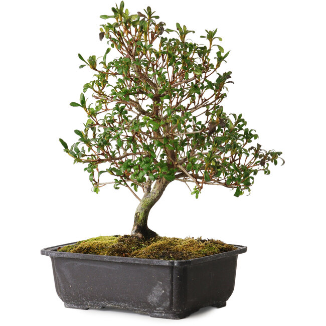 Rhododendron indicum Suzakuhime, 40 cm, ± 12 jaar oud, met een nebari van 5 cm