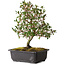 Rhododendron indicum Suzakuhime, 40 cm, ± 12 jaar oud, met een nebari van 5 cm