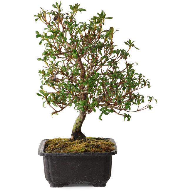 Rhododendron indicum Suzakuhime, 40 cm, ± 12 jaar oud, met een nebari van 5 cm