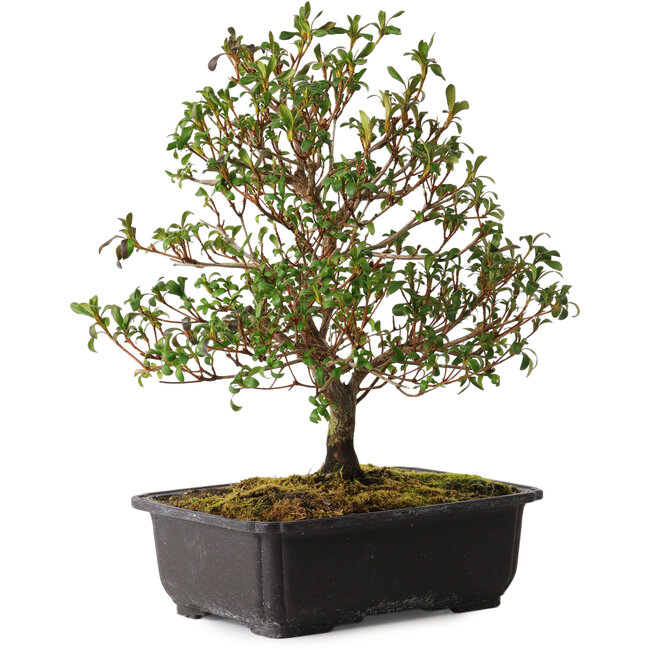 Rhododendron indicum Suzakuhime, 40 cm, ± 12 years old, with a nebari of 5 cm