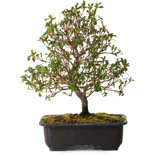 Rhododendron indicum Suzakuhime, 40 cm, ca. 12 Jahre alt, mit einem Wurzelhals von 5 cm