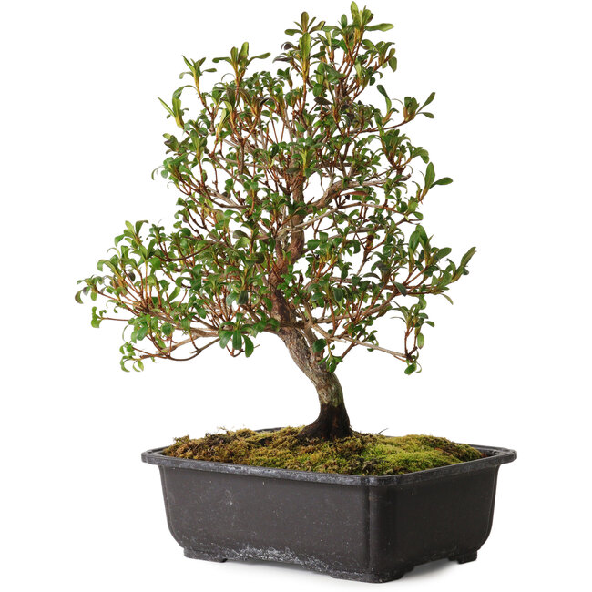 Rhododendron indicum Suzakuhime, 40 cm, ± 12 años, con un nebari de 5 cm