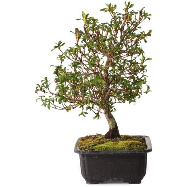 Rhododendron indicum Suzakuhime, 40 cm, ± 12 años, con un nebari de 5 cm