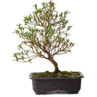 Rhododendron indicum Suzakuhime, 40 cm, ± 12 Jahre alt