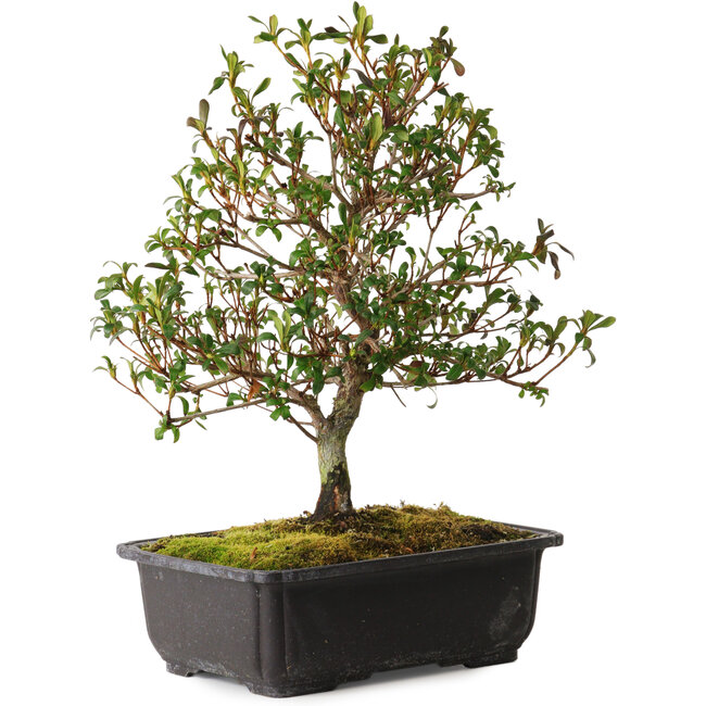 Rhododendron indicum Suzakuhime, 40 cm, ca. 12 Jahre alt, mit einem Wurzelhals von 5 cm