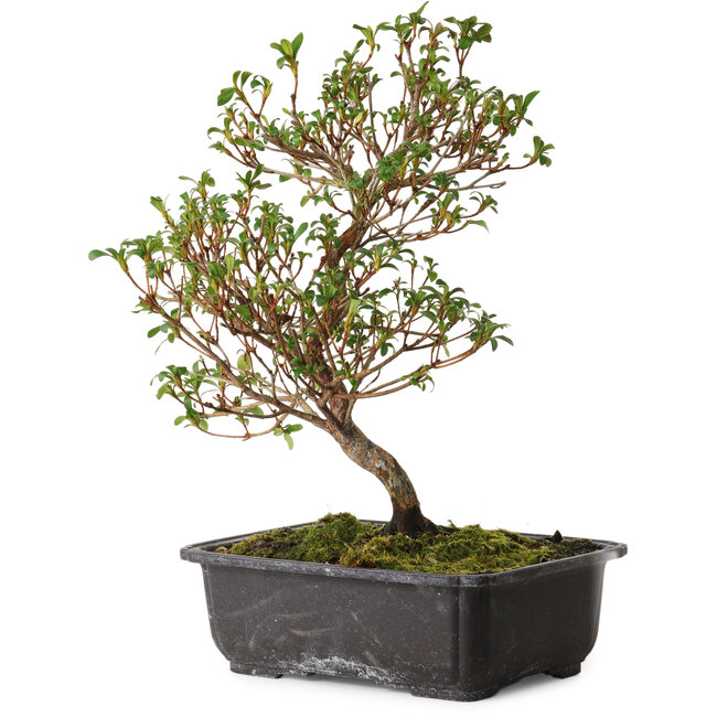 Rhododendron indicum Suzakuhime, 40 cm, ca. 12 Jahre alt, mit einem Wurzelhals von 5 cm