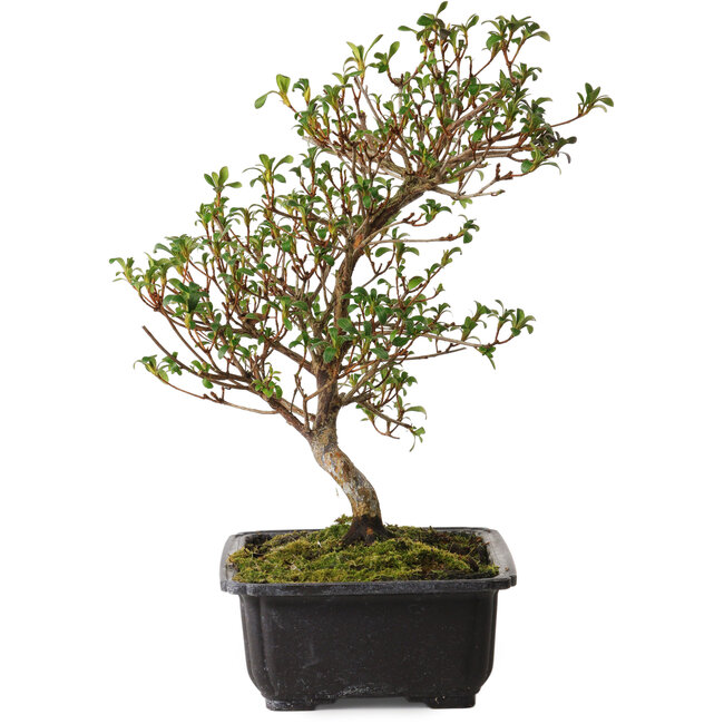 Rhododendron indicum Suzakuhime, 40 cm, ± 12 anni, con un nebari di 5 cm