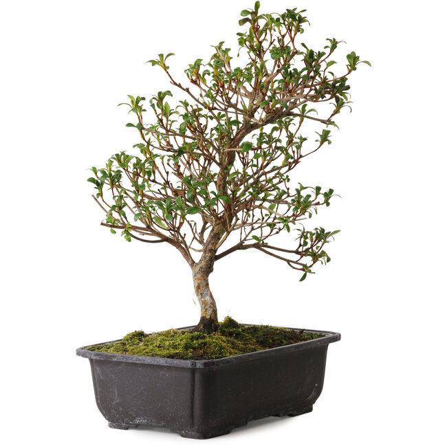 Rhododendron indicum Suzakuhime, 40 cm, ± 12 ans, avec un nebari de 5 cm