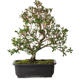 Rhododendron indicum Suzakuhime, 40 cm, ± 12 ans