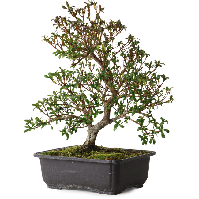 Rhododendron indicum Suzakuhime, 40 cm, ± 12 years old, with a nebari of 5 cm