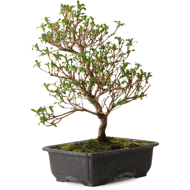 Rhododendron indicum Suzakuhime, 40 cm, ± 12 years old, with a nebari of 5 cm