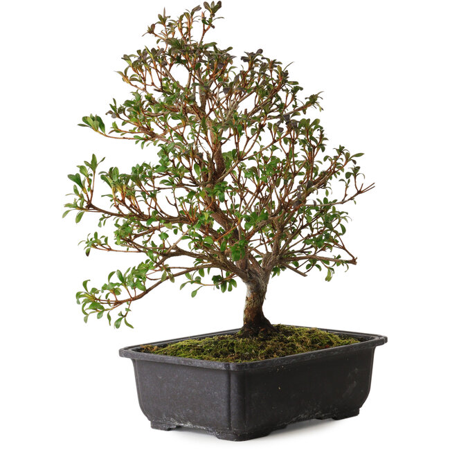 Rhododendron indicum Suzakuhime, 40 cm, ± 12 anni, con un nebari di 5 cm